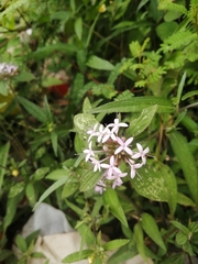 Crusea hispida