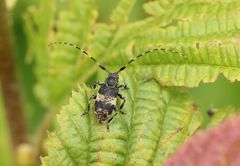 Leiopus linnei
