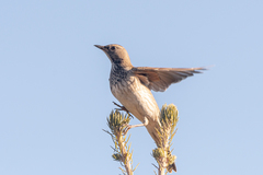 Turdus atrogularis
