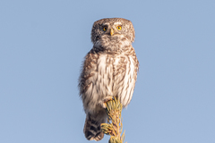 Glaucidium passerinum