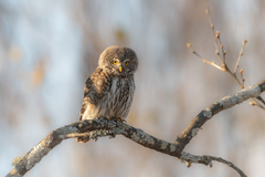 Glaucidium passerinum