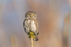 Glaucidium passerinum