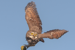 Glaucidium passerinum