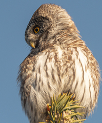 Glaucidium passerinum