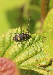 Leiopus linnei