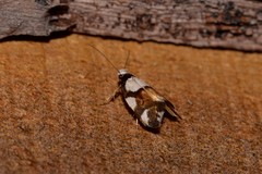 Placocosma hephaestea