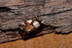 Placocosma hephaestea