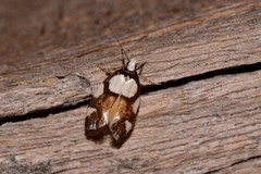 Placocosma hephaestea