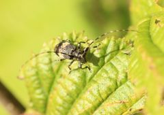 Leiopus linnei