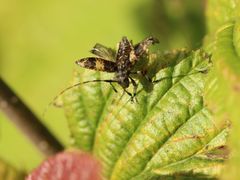 Leiopus linnei