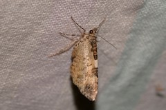 Chrysolarentia phaedra