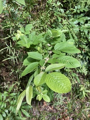 Dendrolobium triangulare