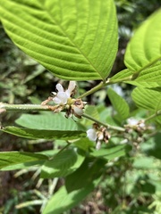 Dendrolobium triangulare