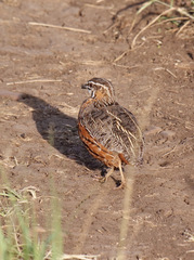 Coturnix delegorguei