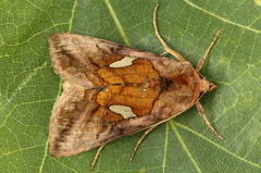 Autographa excelsa