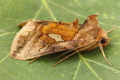 Autographa excelsa