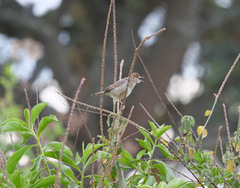 Cisticola chiniana