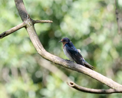Hirundo angolensis