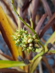 Sparganium erectum erectum