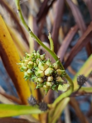 Sparganium erectum erectum