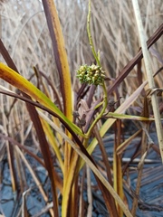 Sparganium erectum erectum