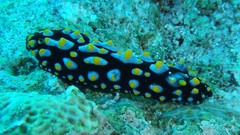 Phyllidia carlsonhoffi