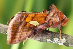Autographa excelsa