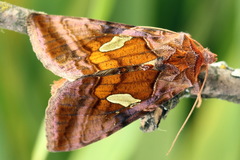 Autographa excelsa