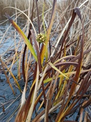 Sparganium erectum erectum