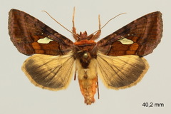 Autographa excelsa