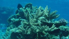 Acropora florida