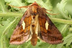 Autographa excelsa