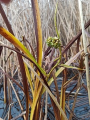 Sparganium erectum erectum
