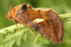 Autographa excelsa