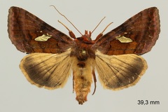 Autographa excelsa