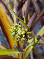 Sparganium erectum erectum