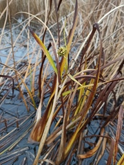 Sparganium erectum erectum