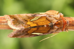 Autographa excelsa