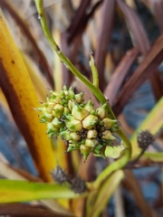 Sparganium erectum erectum