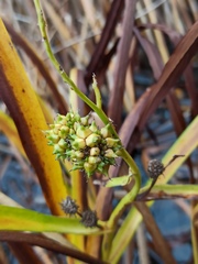 Sparganium erectum erectum