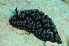 Phyllidiidae