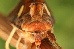 Autographa excelsa