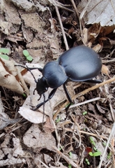 Carabus graecus graecus