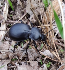 Carabus graecus graecus