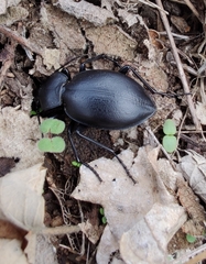 Carabus graecus graecus