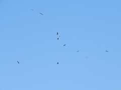 Rostrhamus sociabilis