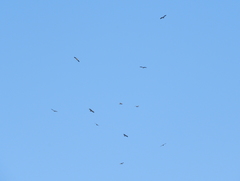 Rostrhamus sociabilis