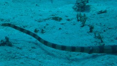 Hydrophis coggeri