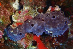 Chelonaplysilla violacea