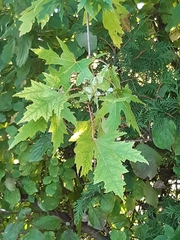 Acer saccharinum